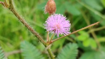 Flower photography