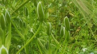 Walking in the grass