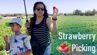 Strawberry Picking 2024