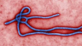 WHO Reports 11th Ebola Outbreak in DR Congo