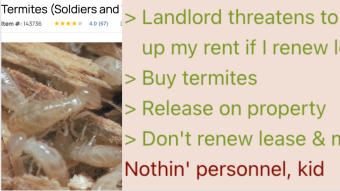 Sabotaging Landlord with Termites | 4chan greentext