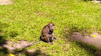 Negros Tourist Spot:The Monkey Sanctuary