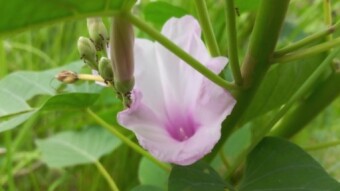 Kolmi flower photograpy.