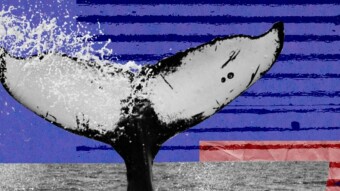 Dogecoin Whale Moves $1 Billion in a Single Transaction, Paying Just $0.76 in Fees