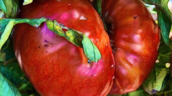 On Growing Tomatoes