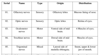 Cranial Nerves of Guinea Pigs.