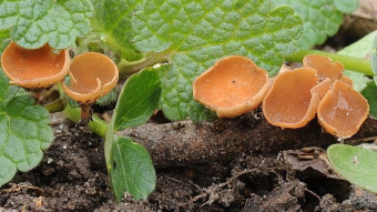 Mushrooms occurring in Europe - Rutstroemia bolaris