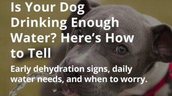 Is Your Dog Drinking Enough Water? Here’s How to Tell