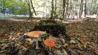 After autumn walks in the Jurassic forests, memories and longing remain