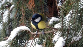 Bird meetings - continuation - My Actifit Report Card: December 17 2022