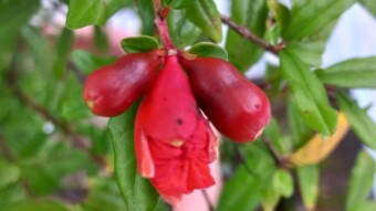 Flower Photography