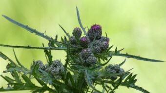 Plants found in Silesia - Carduus