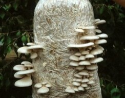 (IJCH) Imagine This? A Mouse, a Mushroom Grow Bag and Magic!