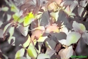 Full Spectrum Style Transfer Art - Roses