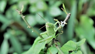 Macrophotography: Green Grasshopper on a Rose's Branch