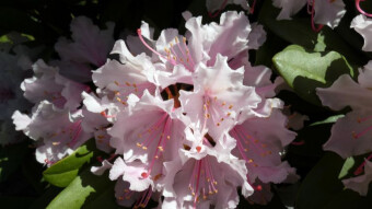 Rhododendrons, decoration of gardens and parks in winter, spring and summer