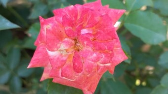 Rose Flower Photography.
