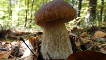 Autumn memories of camping trips - porcini mushrooms and other finds