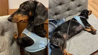 LAYOVER Episode 2 - Dachshund