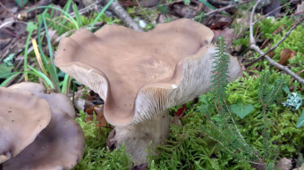 Autumn edible mushroom - Lyophyllum loricatum