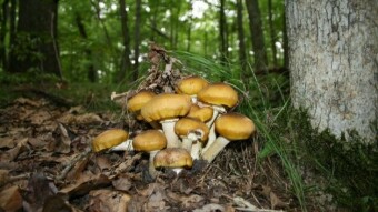 A Choice Edible Species - Honey Mushroom (Armillaria mellea)