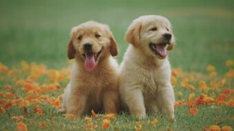 K-9 Companions