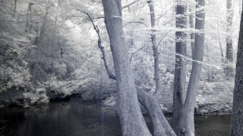 Rope swing on an old tree - Infrared Photography
