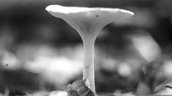 Mushroom in monochrome