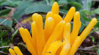Mushrooms like sea anemones - Clavaria argillacea