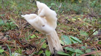 Summer specimens of mushrooms can still be found in late autumn