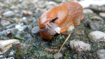 A dangerous pest in our gardens - Naked snail, or Lusitan snail