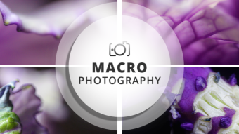 Macro Photography Session | Brassica oleraceae acephala