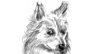 Pencil Sketch 3 - My American Eskimo Dog