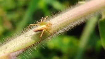 Creative Insect macro videography.