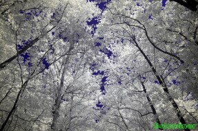 Ultraviolet and Infrared Photography - Tree Canopy on the trail at Sweetwater Creek