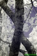 Ultraviolet and Infrared Photography - Crossing tree trunks
