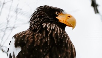 Endangered animals: Steller´s Sea Eagle