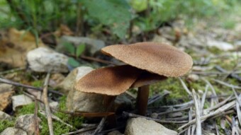Lacrymaria lacrymabunda - a common yet little-known mushroom