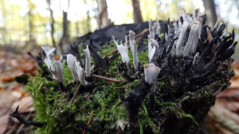 Fungus like microscopic antlers - Candlestick Fungus