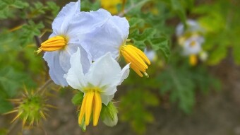Flower Photography.
