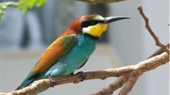 Merops apiaster