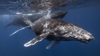 The number of XRP whales is growing rapidly. Analysts give positive forecasts