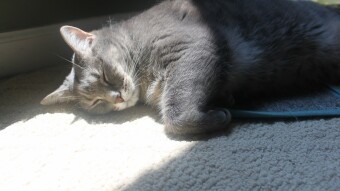 Tesla basking in the sunlight