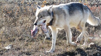 Trading Predators and Prey