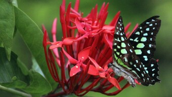 Beauty is in every where