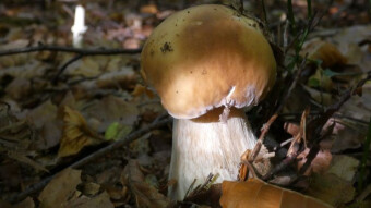 Mushrooms in the lens, not only in the kitchen
