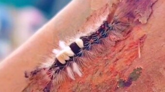 Caterpillar videography.