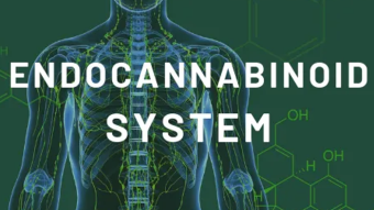 The Endocannabinoid System | How It Affects Your Body