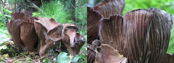 Mushrooms occurring in Europe - Gomphus clavatus