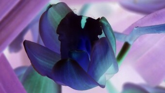 The colors of nature from a negative perspective